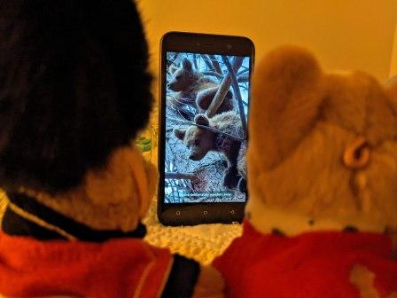 Cute Baby Bears: A Joyful Video for a Daily Dose of Happiness